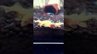 Pleco food🐠like comment subscribe share watch pleco aquarium relaxing love food eat [upl. by Aliet]