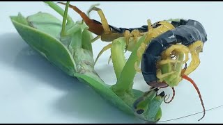 蜈蚣VS螳螂 螳螂PK蜈蚣 康康心痛 Centipede VS MantisCentipede and Mantis FightCentipede PK Mantis [upl. by Crandall]