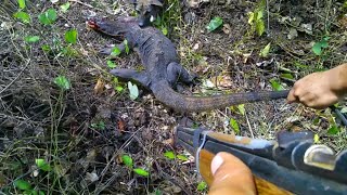 bayawak hunting  monitor lizard  FootPump  kaylangan pang akyatin para lang makuha [upl. by Ahsinra709]