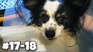 MÓJ PIESEK MIAŁ OPERACJĘ 🐶 1718 Vlogmas 2017 [upl. by Crifasi734]