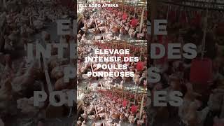 Élevage traditionnel des poules pondeuses [upl. by Ovida]