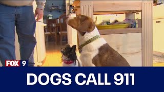 Dogs call 911 16 times in 30 minutes [upl. by Bloem]