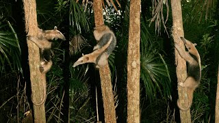 Enigmatic Northern Tamandua Collared Anteaters  Mexican Animals [upl. by Anastatius]