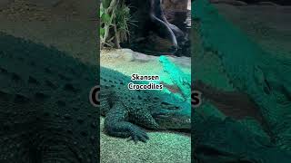 Skansen Crocodiles [upl. by Ramilahs]