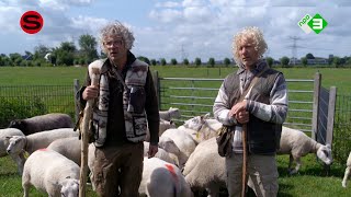 Waarom hebben schapen zon gekleurd achterwerk  Sluipschutters S6A1 [upl. by Zanas]