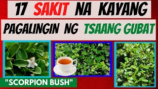 TSAANG GUBAT  mga SAKIT na kayang pagalingin nito  Health BENEFITS  HALAMANG GAMOT [upl. by Eynaffit]