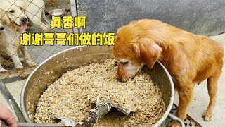 近200條狗狗狗糧消耗巨大，煮上滿滿壹鍋面條充饑，吃得太開心了 [upl. by Imelda]