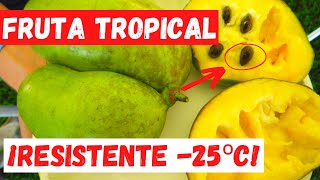 ✅ COMO GERMINAR PAWPAW O ASIMINA TRILOBA DELICIOSA ✅ EL ÚNICO ÁRBOL TROPICAL QUE SOPORTA FRIO 25ºC [upl. by Ferrigno]