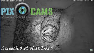 PixCamscom Screech Owl Nest Box 5 Live Stream  Owlets [upl. by Fifi]