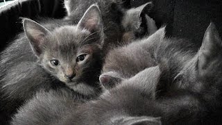 A Den Of Purring Kittens [upl. by Enivid]