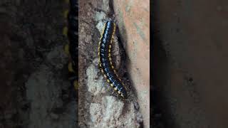 Harpaphe haydeniana walk wow it a lot leg earthwalk insects india [upl. by Dinesh320]