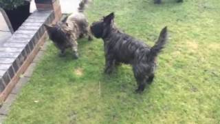 Cairns terriers barking [upl. by Zosima]