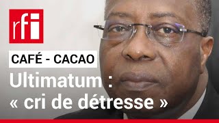 Côte d’Ivoire  le « cri de détresse » du Conseil CaféCacao • RFI [upl. by Yelmene318]