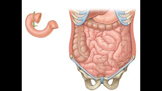 Small Intestine 3 parts [upl. by Zilef]