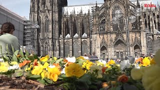 DomBlick Vom Blumenbeet auf den Kölner Roncalliplatz [upl. by Renato908]