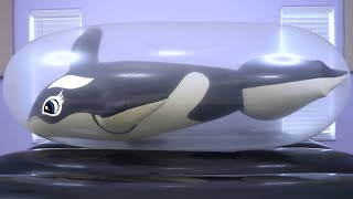 Giant Toy Whale Inside Huge Latex Balloon [upl. by Nailliw35]