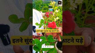 ROSE PLANT GROWING TIPS FOR HEAVY BLOOMING farming indoorplants rose garden furtilizer plants [upl. by Ydnal]