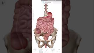 Atlas Anatomie Humaine  Planches anatomie [upl. by Gordie]