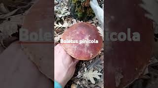 Boletus pinicola [upl. by Harrington]