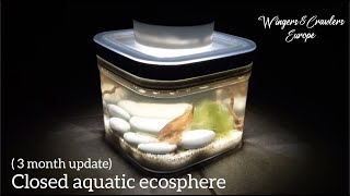 3 Months Old Sealed  Closed Aquatic Ecosphere  Freshwater Isopods  Tubifex  Asellus aquaticus [upl. by Gove]