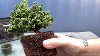 Pruning And Repotting My Hinoki Cypress Bonsai 041222 [upl. by Merrielle]