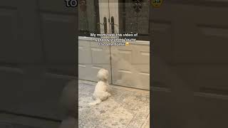 Heartwarming Your Pet Waiting for You to Come Home from Work dogemotions dogbehavior petemotion [upl. by Ynavoeg]