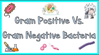 Gram Positive vs Gram Negative Bacteria  Differences Gram Staining Method Examples [upl. by Innavoeg]