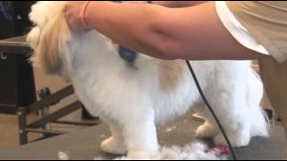 How to Use Clippers when Grooming a ShaggyHaired Dog  Dog Grooming [upl. by Behl272]