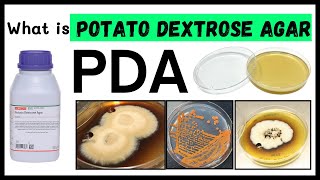 What is Potato Dextrose Agar  PDA Medium Part 1 [upl. by Nylegna]