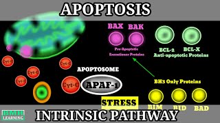 Apoptosis  Intrinsic Pathway Of Apoptosis  Mechanism of Apoptosis  Programmed Cell Death [upl. by Euk]