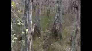 Florida Trail  Roberts Lake Part 1 [upl. by Nnylesor23]