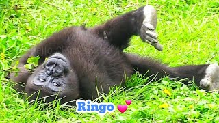 林戈賣萌😆🤣Silverback gorilla family interactionsDjeeco FamilyTayariJabaliIrikiRingo [upl. by Enilehcim]