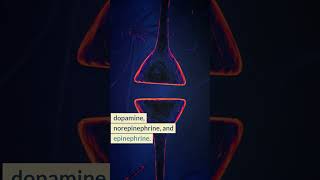 DLPhenylalanine Dopamine Precursor [upl. by Huff]