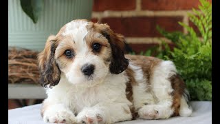 Cavachon Puppies for Sale [upl. by Sansbury835]