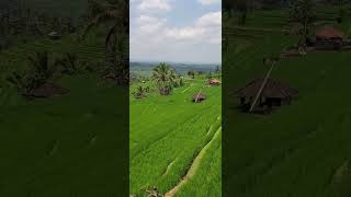 Bali  Jatiluwih Rice Terraces 24 [upl. by Anitniuq587]