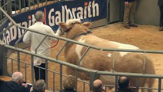 Simmental Bulls at Stirling Prices 7000 gns  16000 gns October 23rd 2018 [upl. by Malonis]