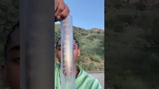 Catching the most venomous rattlesnake species [upl. by Essirahc]