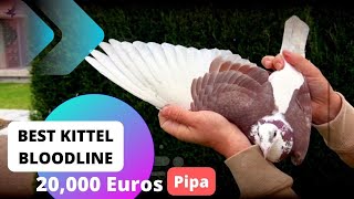 Best Kittel One Of The Great Racing Pigeons Bloodline In The World Auction Is Going On In Pipa [upl. by Divan]