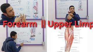 Front of the Forearm Flexors  Upper Limp [upl. by Lihcox684]