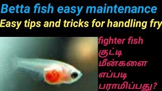 Betta fish குட்டி மீன்களை எப்படி பராமிபது  easy tips Betta fry care in Tamil  Fish Aquarium Tamil [upl. by Ravens]