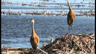 HORICON MARSH DIKE ROAD [upl. by Bliss]