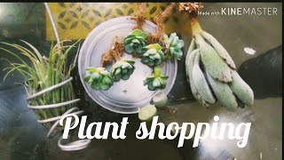 Unboxing plants  succulent identification part2  online plant shopping in india [upl. by Nacim]