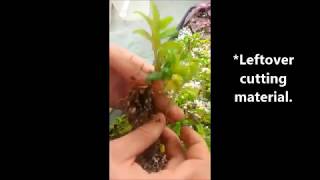 Propagation of horticultural plant Aeschynanthus radicans [upl. by Amsirac159]