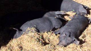 20121120  Tamworth x Large Black pigs appx 3 months old [upl. by Atilef]