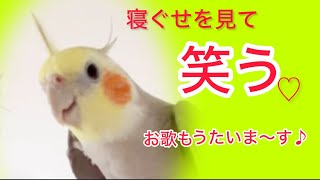 笑うオカメインコお歌も大好き♡］ [upl. by Vandervelde]