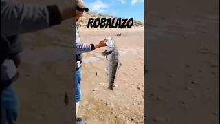 Pesca de robaloshorts fishing pesca [upl. by Atcele390]