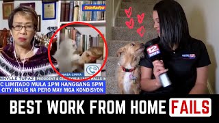 Work from home bloopers  NEWS BLOOPERS 2020  Zoom Bloopers Funny Pets [upl. by Vish842]