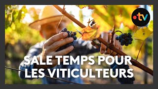 Depuis 20 ans tout est plus difficile les vignes en souffrance en cause les éléments climatiques [upl. by Moncear]