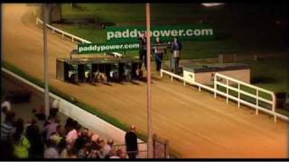 College Causeway  Route to Irish Greyhound Derby victory [upl. by Nalaf100]