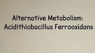 Alternative Metabolism Acidithiobacillus Ferrooxidans [upl. by Freeland]